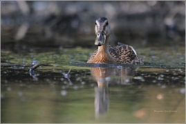 <p>KACHNA DIVOKÁ (Anas platyrhynchos)</p>